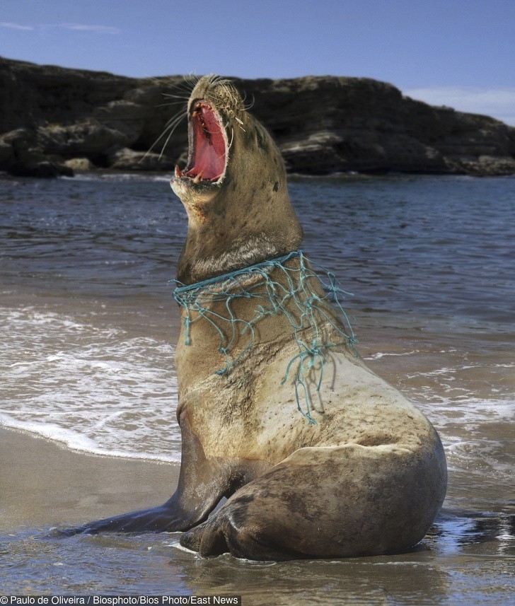 Lew morski z fragmentem sieci rybackiej wokół szyi.