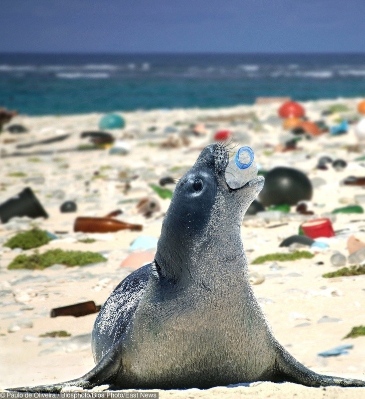 Foka bawiąca się plastikową butelką na plaży pełnej śmieci.