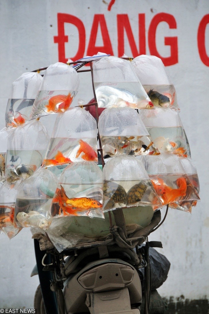 Złote rybki i żółwie sprzedawane w plastikowych workach w Wietnamie.