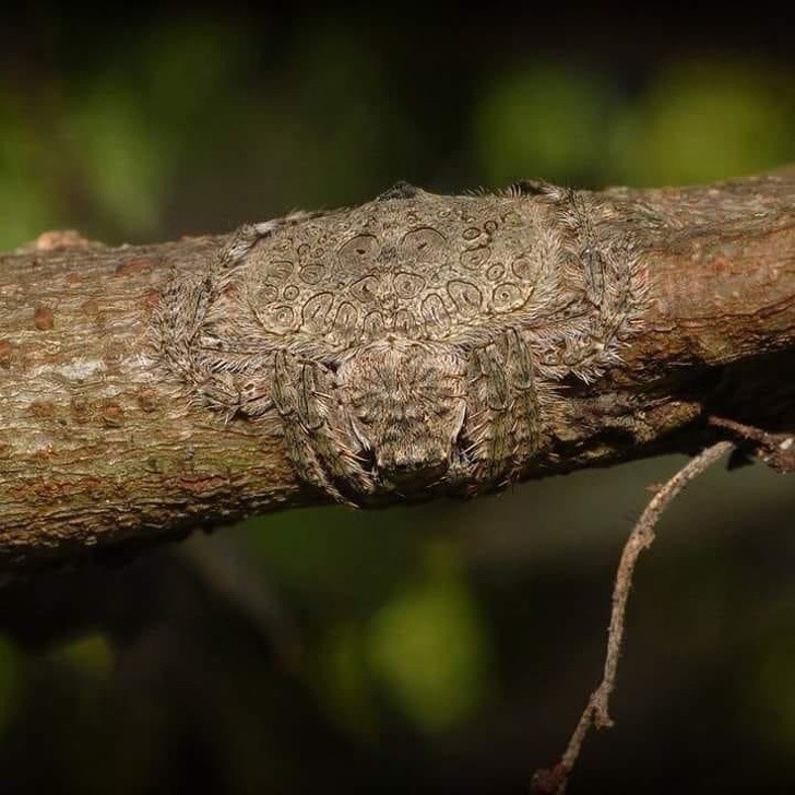 1. Ten pająk może spłaszczyć się i przylgnąć do gałęzi drzewa