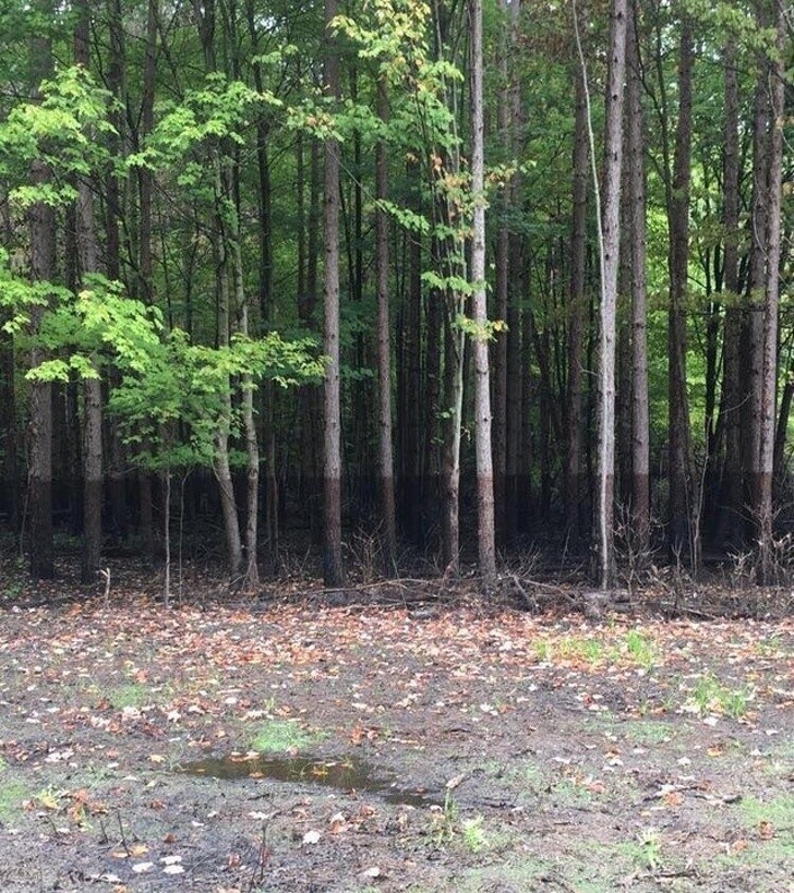 12. Linia wody pozostała na drzewach po ustąpieniu powodzi
