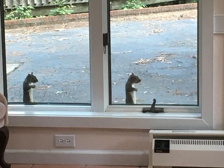 18. „Dwie wiewiórki za moim oknem, które przybrały identyczną pozę”