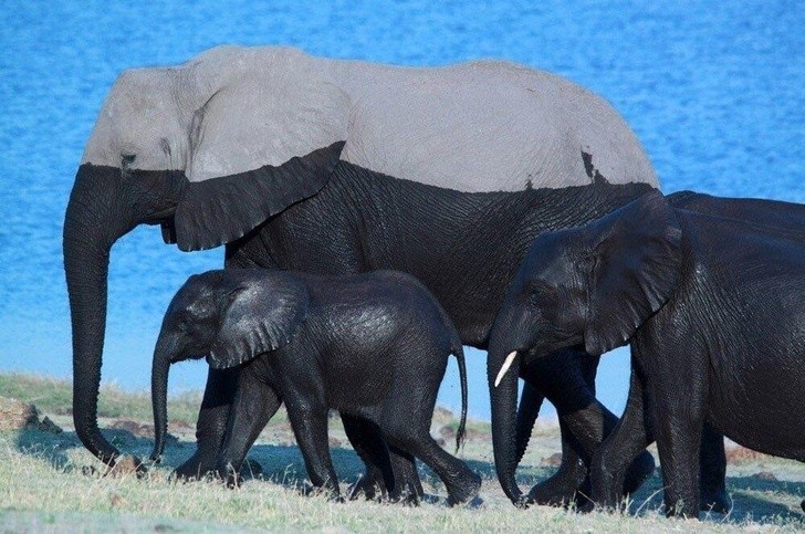 7. Słonie po wyjściu z wody