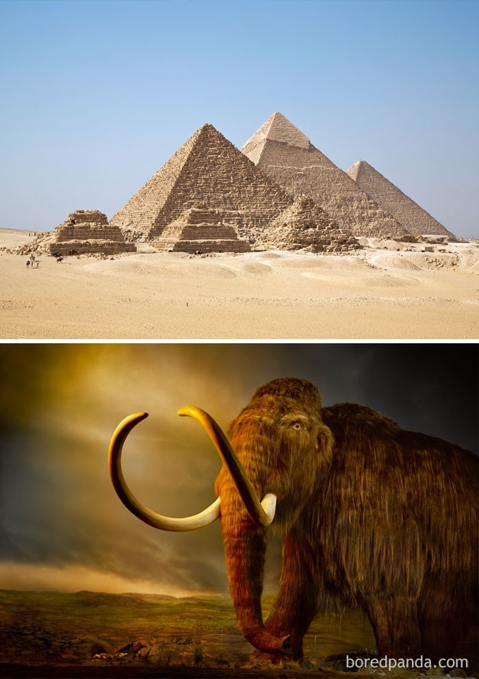 3. Mamuty włochate wciąż chodziły po Ziemi, gdy Egipcjanie budowali Piramidy (2660) p.n.e.