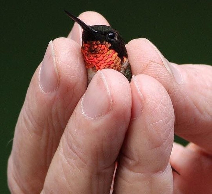 Kolibry są nawet mniejsze niż mogłoby się wydawać.