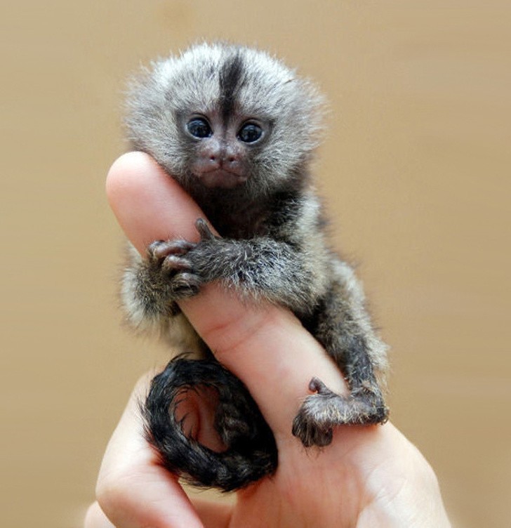 To malutka małpka czy ogromy palec?