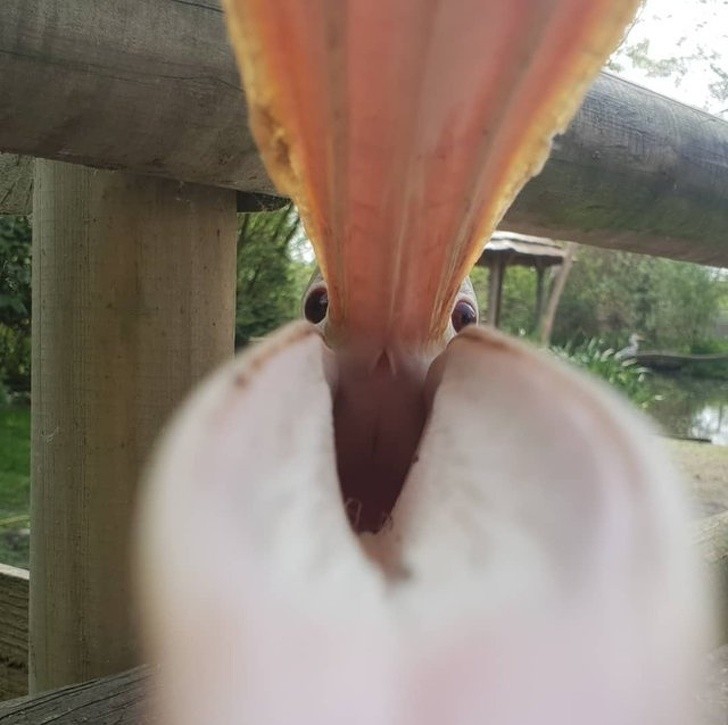 Ten pelikan próbował zjeść mój telefon.