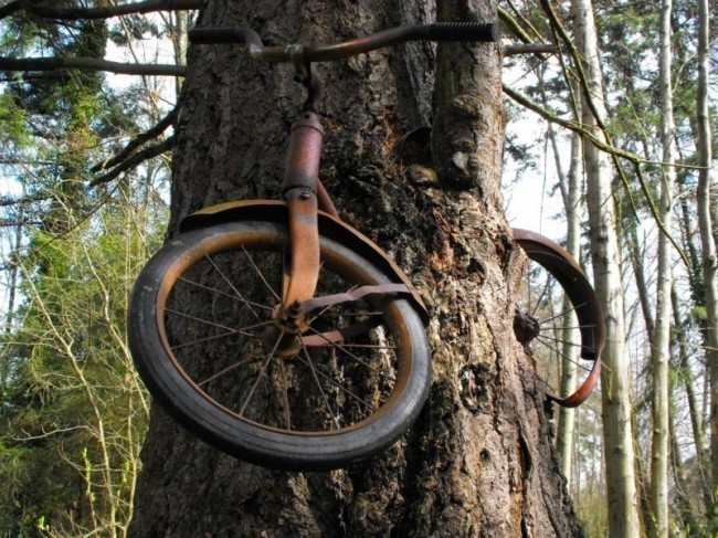 10. Rower przyczepiony do małego drzewa pozostawiony na zawsze