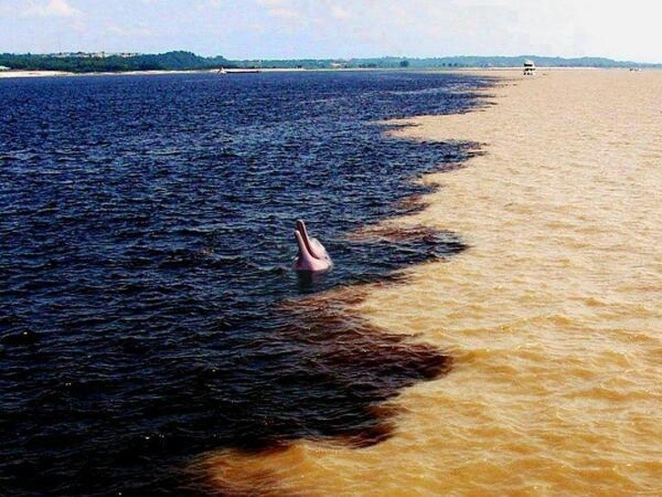 Miejsce, w którym Amazonka spotyka rzekę Rio Negro. Różnica kolorów spowodowana jest różnymi glebami.