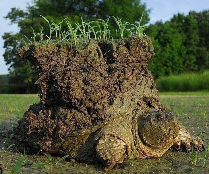 Żółw budzący się z hibernacji