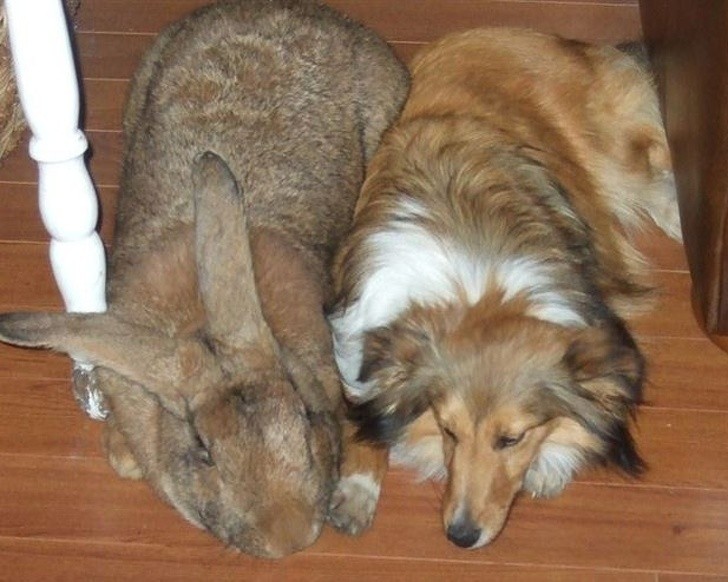 Ten królik jest większy niż przeciętny pies