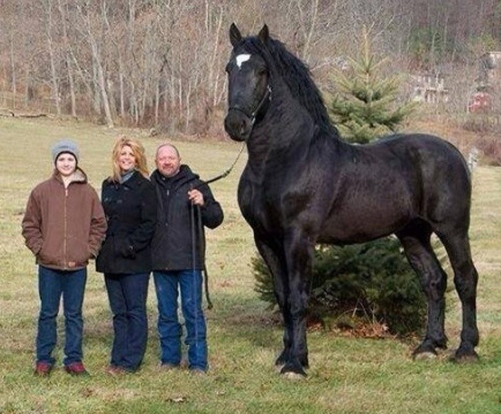 Koń Perszeron – tylko na niego spójrz!