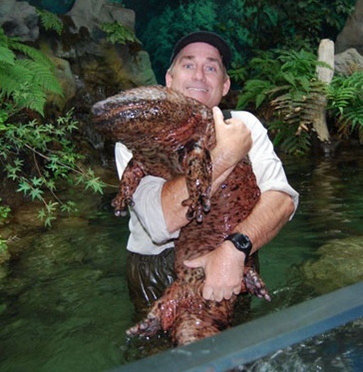 Ten mężczyzna znalazł gigantyczną salamandrę