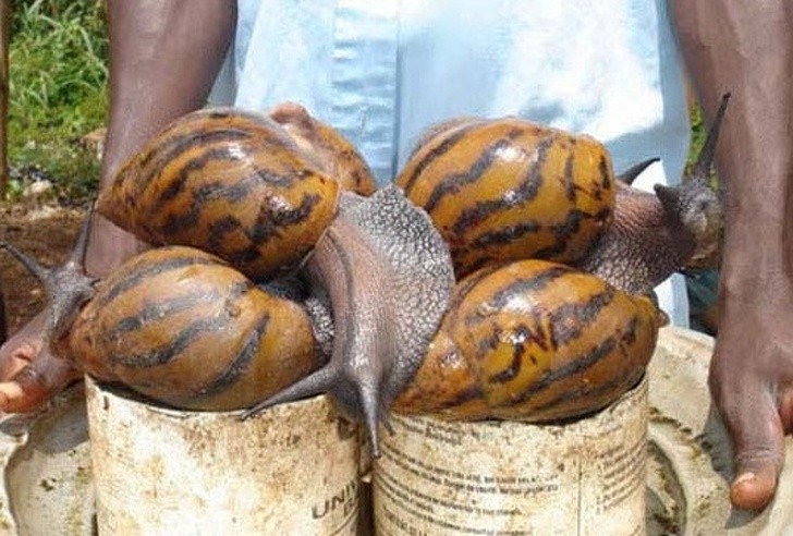 Afrykańskie ślimaki lądowe osiągają do 20 cm