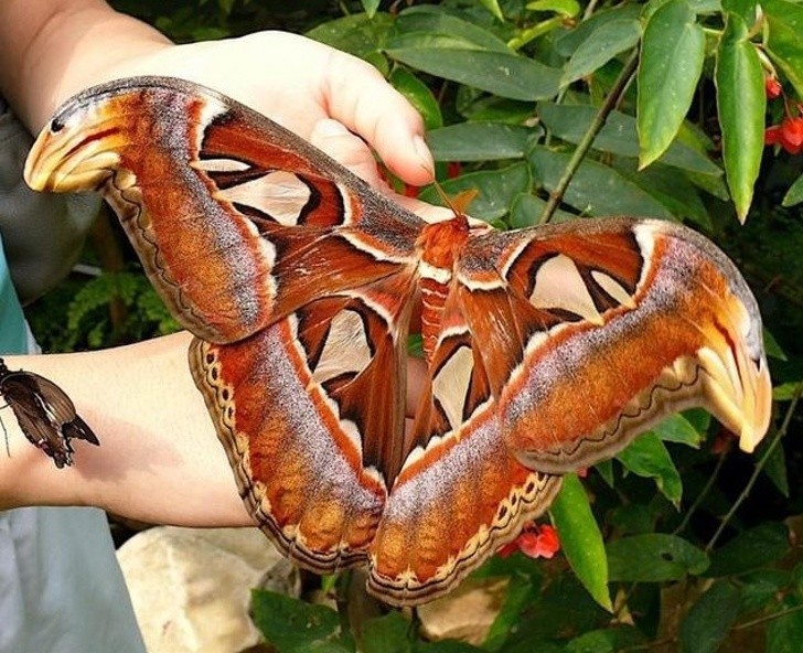 Pawica atlas to jeden z największych motyli, jaki lata po naszej planecie