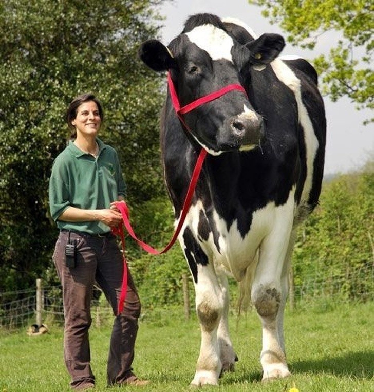 Niektóre krowy mogą być większe niż ludzie
