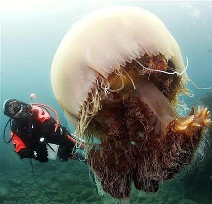 Meduza Nomura której dorosłe osobniki są większe od człowieka