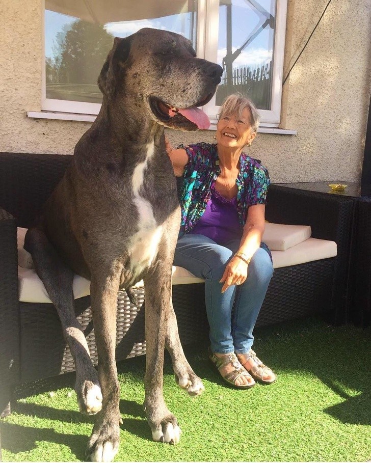 Oto Freddy pies wpisany do Księgi Rekordów Guinnessa jako największy pies na świecie