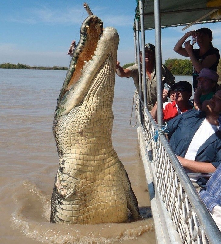 Brutus, ponad 5-metrowy krokodyl. Ma 80 lat!