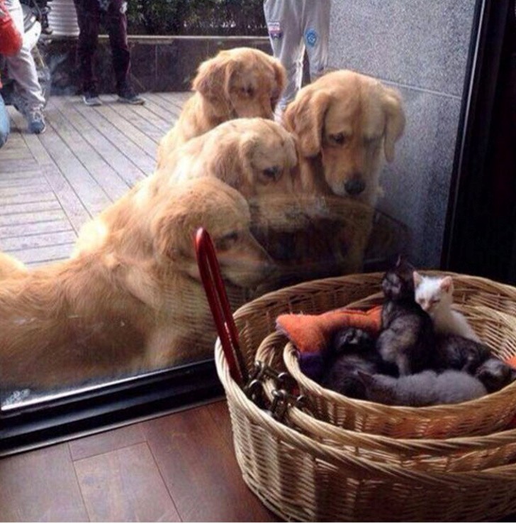 Mamo, możemy przygarnąć kotka?