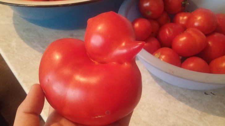 Ten pomidor myśli, że jest kaczątkiem