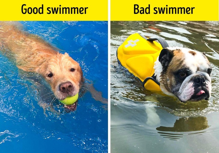 8. Każdy pies uwielbia pływać