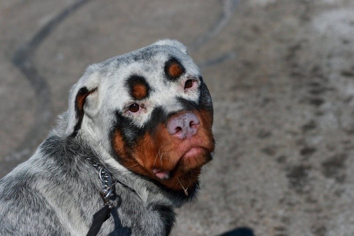 Rottweiler cierpiący na bielactwo