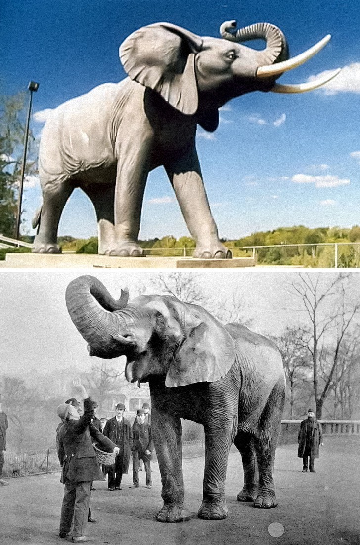 Słoń naturalnych rozmiarów