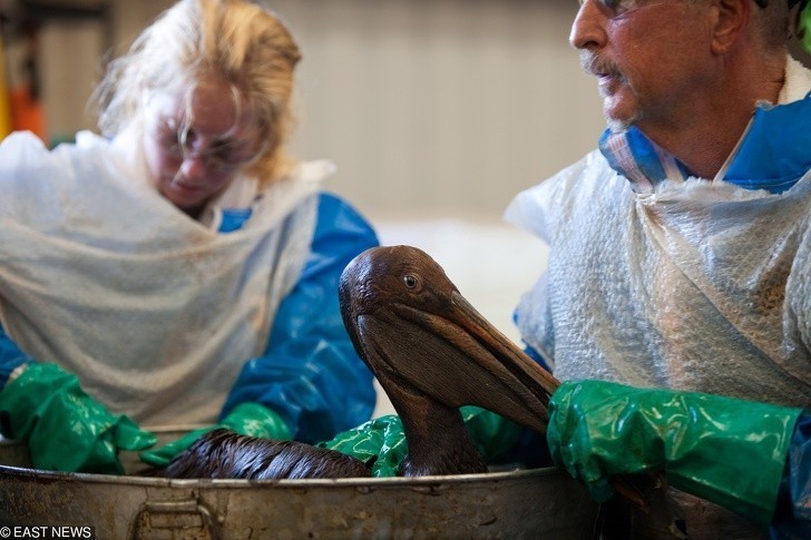 Wycieki oleju są katastrofalne w skutkach dla zwierząt. Ratownicy oczyszczają pelikana, który padł ofiarą wycieku