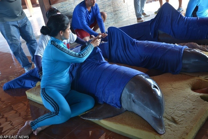 Personel delfinarium przygotowujący delfiny do transportu na godziny przed huraganem Irma