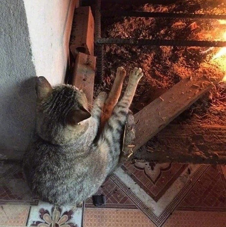 Koty uwielbiają ciepło