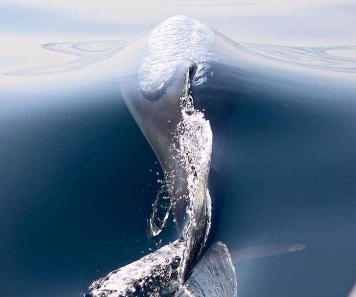 Delfin przebijający powierzchnię wody