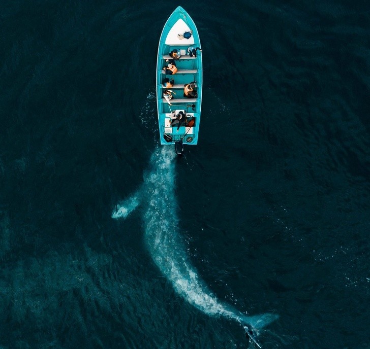 Waleń pchający łódź z turystami