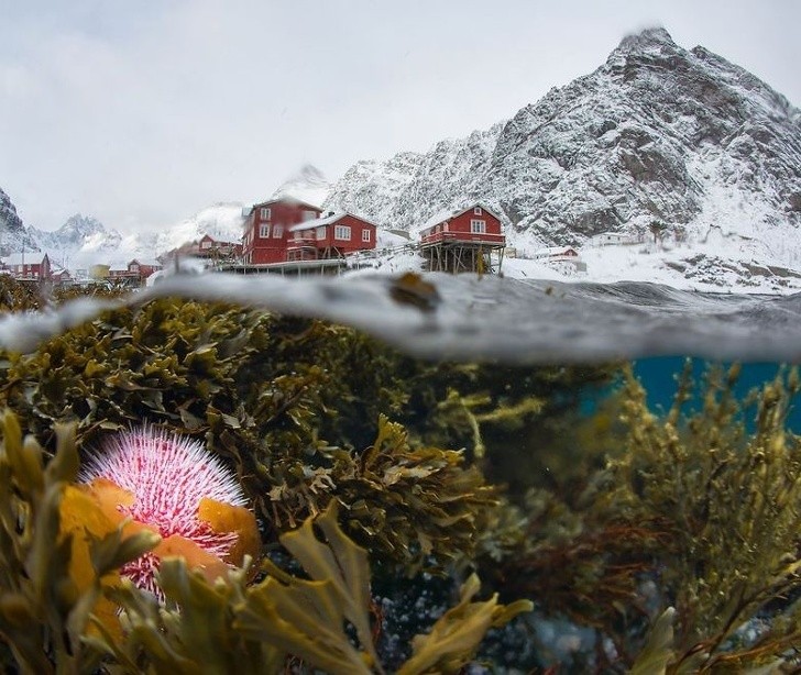 Podwodny widok zimy w Lofoten, w Norwegii