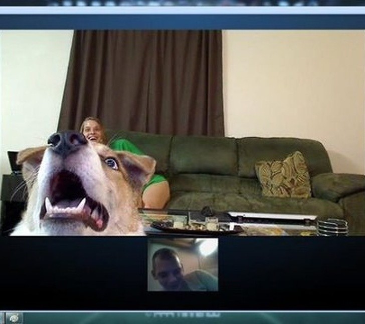 Jestem na wyjeździe. To była pierwsza reakcja mojego psa gdy zobaczył mnie na Skype.
