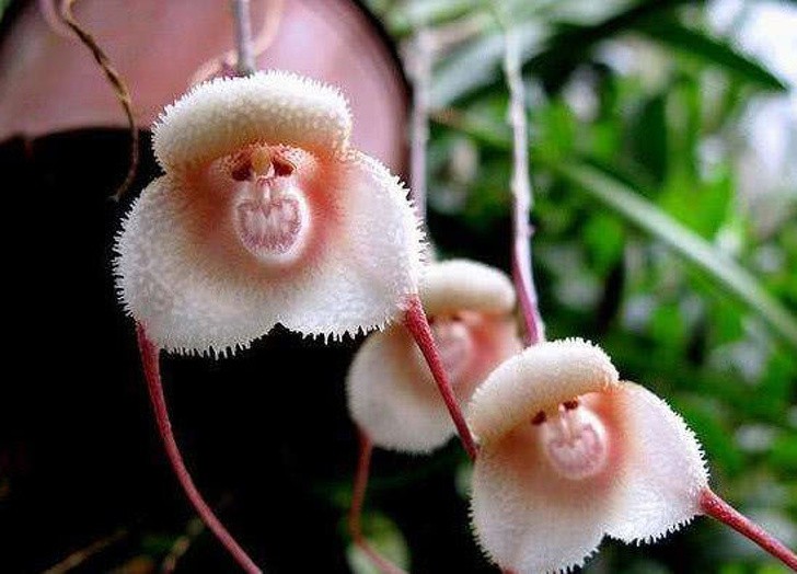 Jeśli chcesz obudzić się w towarzystwie przerażających małpich pysków, postaw w sypialni wazę z tymi orchideami!