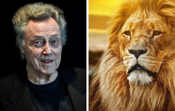 13. Zanim został aktorem, Christopher Walken zajmował się tresurą lwów.