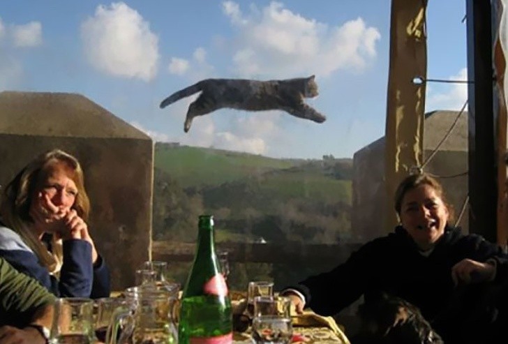 Zwyczajne zdjęcie z latającym kotem.