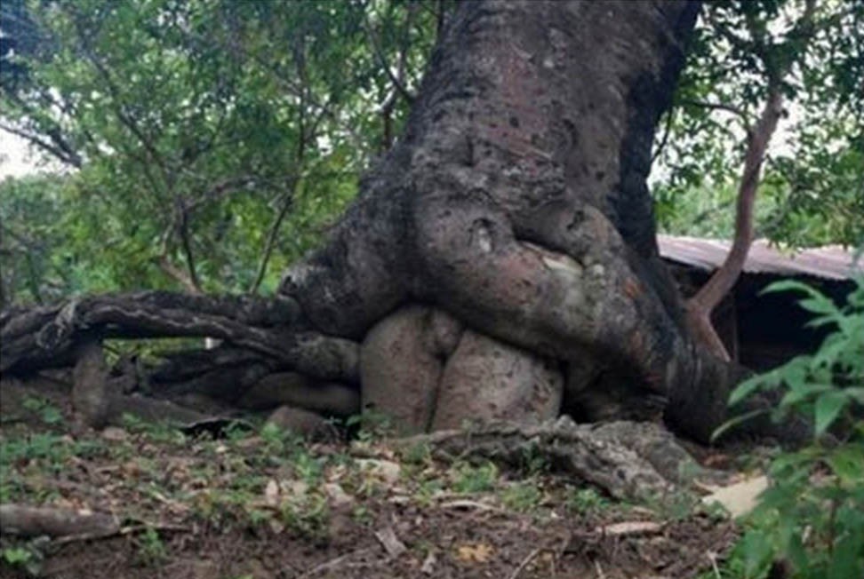 To drzewo ma niezwykłe korzenie 