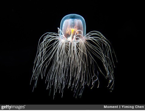 Turropsis dohrnii czyli nieśmiertelna meduza