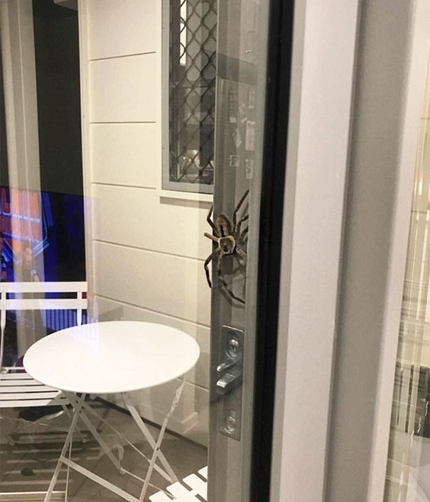 Australijska para przygotowywała kolację, gdy na ich drzwiach pojawił się niespodziewany gość