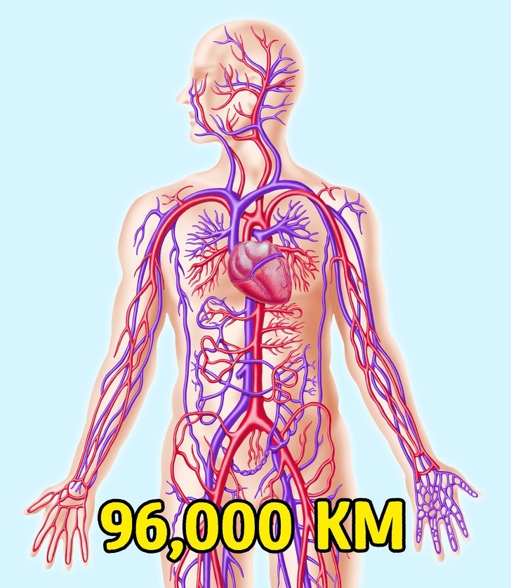 8. Łączna długość wszystkich naczyń krwionośnych jest imponująca
