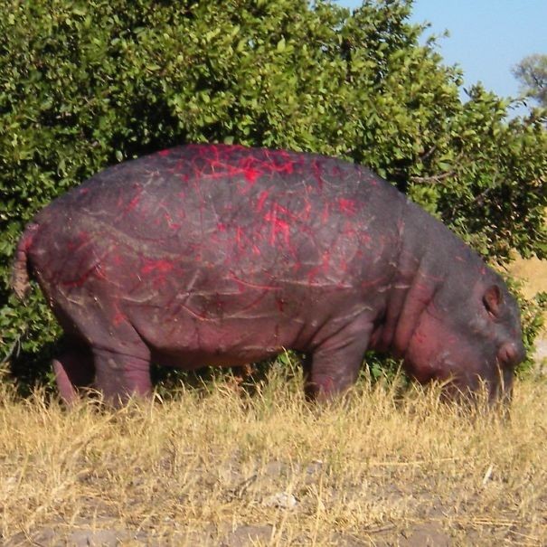 Hipopotam ze świeżymi bliznami po walce o terytorium z innym samcem.