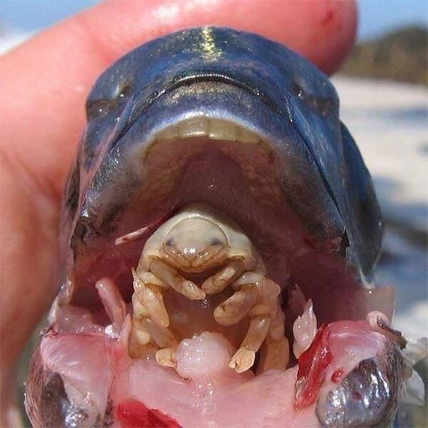 Pasożyt, który żyje w rybim przełyku - zjada jej język i zastępuje go