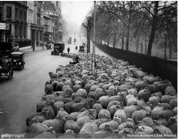 Stado 600 owiec używanych do strzyżenia trawników, Londyn, 1931
