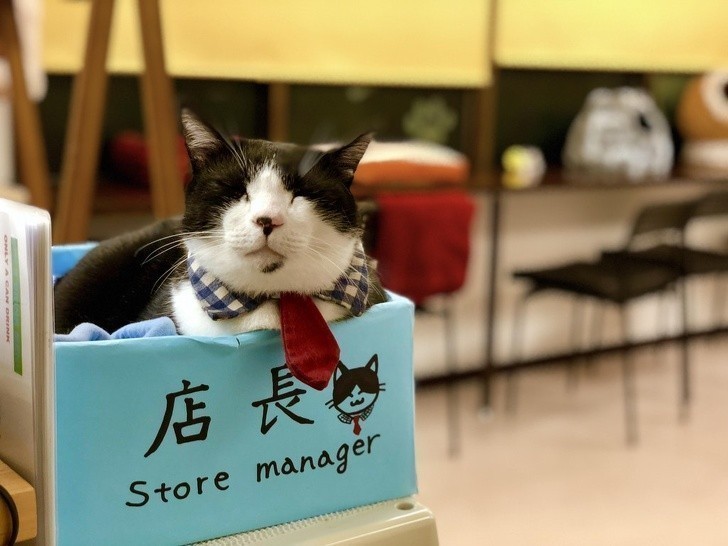 7. Menadżer tej japońskiej kociej kawiarni wita gości