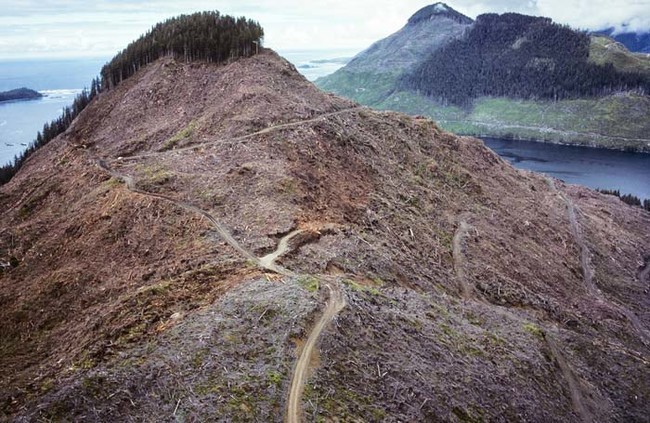21. Obraz po wycięciu drzew na wyspie Vancouver. Od lat walczy się o zachowanie lasów Kolumbii Brytyjskiej