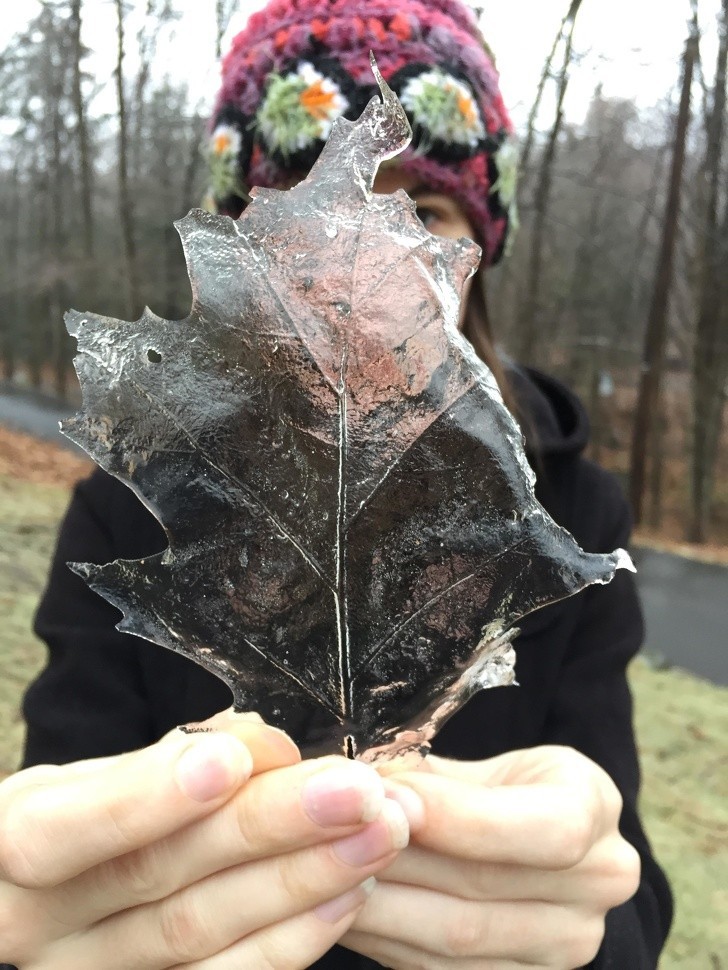 Warstwa lodu idealnie oddzielona od liścia