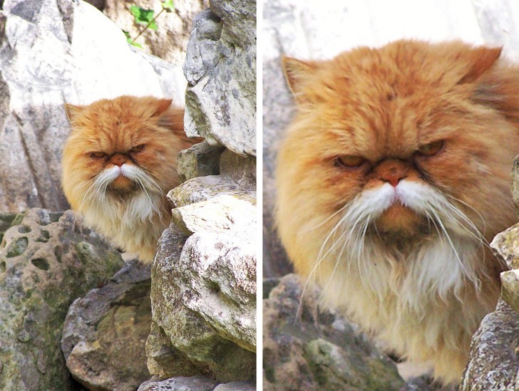 Ten kot wygląda niczym stary mistrz kung fu.