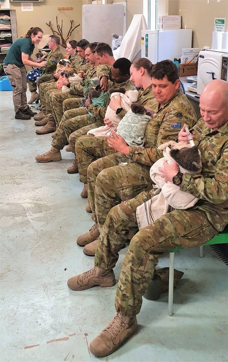 Australijscy żołnierze zrzekli się swojego wolnego czasu by pomóc w opiece nad uratowanymi koalami.